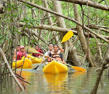 Mangrove Kayaking Tour